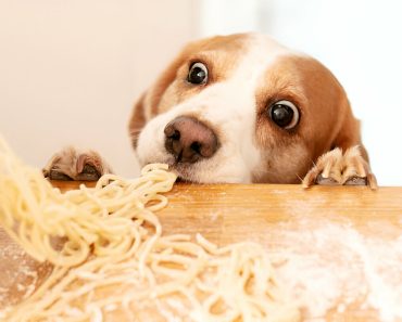 Can Dogs Eat Pasta? 7 Risks, Best Benefits, and Guidelines